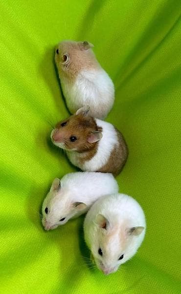 Собаки: Продаются хомячки сирийские, ангорские пушистые хомячки, джунгарские — 6