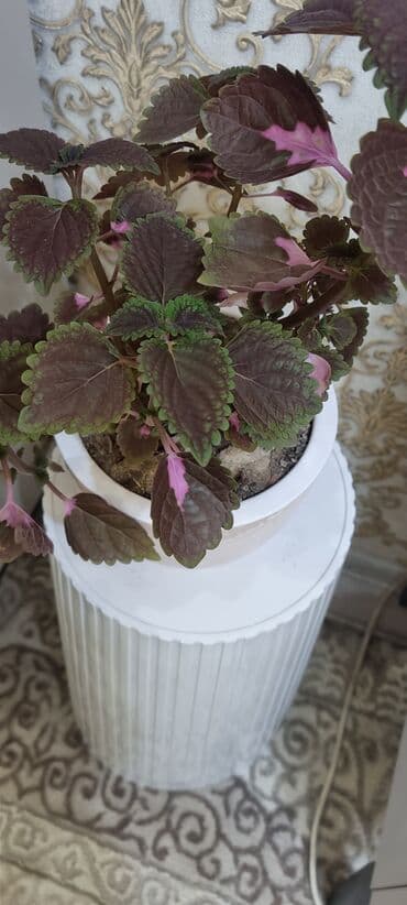 аихризон купить: 🌿 Продаю домашние растения 🪴 Красивые, ухоженные и полезные для вашего — 5