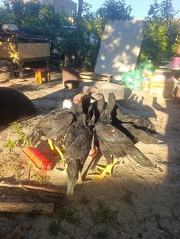 Продаю | Цыплята | Бойцовая | Для разведения at lalafo.kg Продаю | Цыплята | Бойцовая | Для разведения