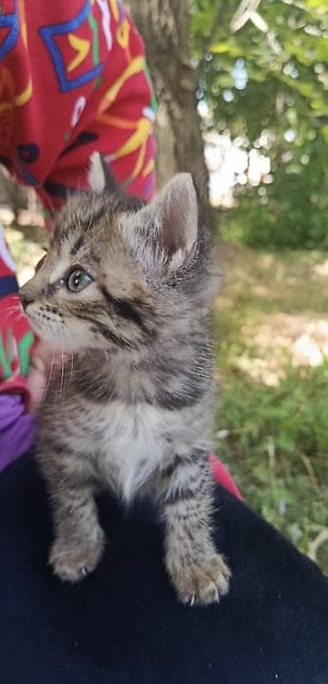 Породасыз, 2 айлык, Ургаачы, Кара, Лотокко барууга үйрөтүлгөн, Курттардан тазаланган — 1