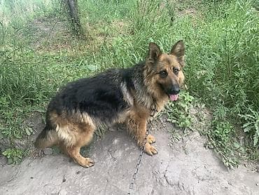 Собаки: Немецкая овчарка, 2 года, Самка, С прививкой — 4