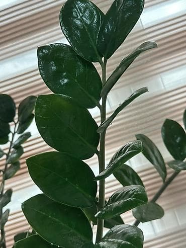 садовые и комнатные растения: Продаю комнатные растения-крупномеры здоровые, ухоженные, полностью — 9