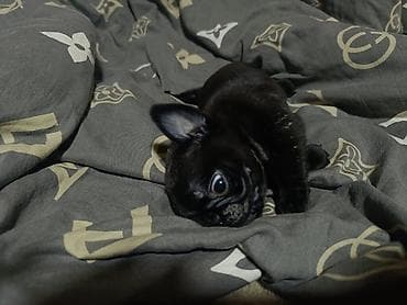 Башка жаныбарлар: Щенок породы мопс - Окрас: светло-бежевый (палевый) с черной маской — 6