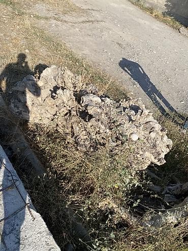 дрова для бани: Корневая чурка/кап для творчества и декора - Большой массивный корень — 3