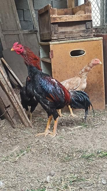 eagle: Продаются майские 🐓🐓🐓 — 5