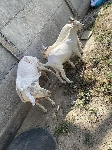 sell animal: Продаю | Коза (самка) | Для молока — 2