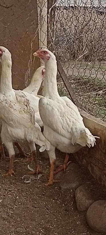кошки крысоловы: Продаю | Петух | Бойцовая | Для разведения — 3
