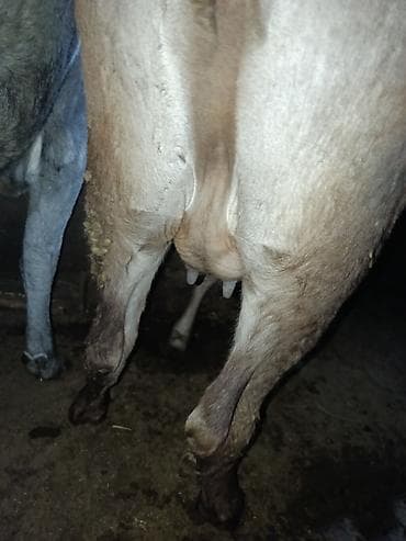 сасновка уй: Продаю | Корова (самка) | Для молока — 7