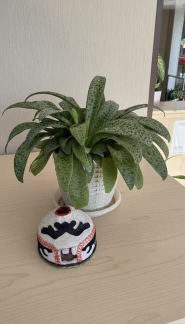 купить диван трансформер 3 в 1: Комнатные растения в горшках 1) Гастерия (Gasteria) — суккулент с — 1