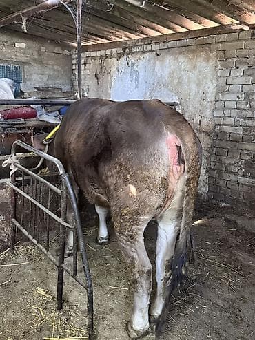 дакан короз шамо: Продаю | Тёлка | Симментальская | Племенные — 10