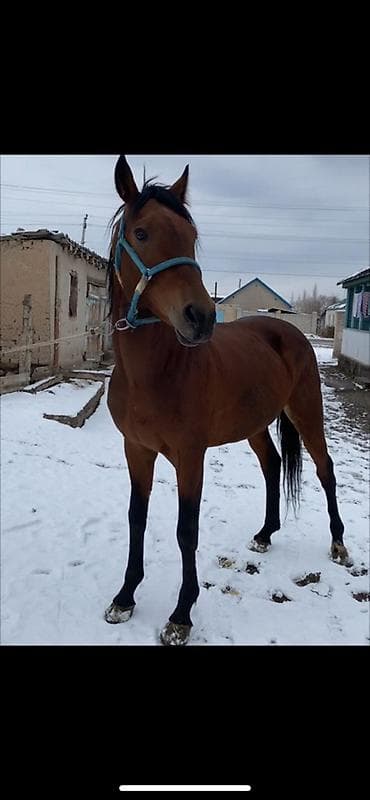 брудер для кур: Продаю | Жеребец | Рабочий — 1