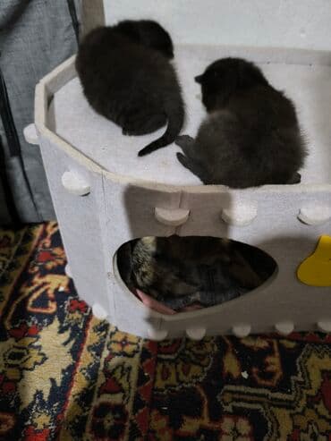 сколько стоит вислоухий котёнок: Скотиш Фолд (Шотландская вислоухая), 1 месяц, Девочка, Черный, Приучена к лотку — 4