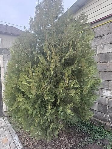 Дрова: Туя высота 2,5 м и 5 м. Можжевельник высота 2,5 м. Самовывоз. Цена — 1