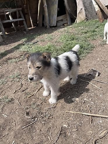 белая крыса: Продается щенки породы фокстерьер 2 месяца Адрес: С. Бостери, верхняя — 2