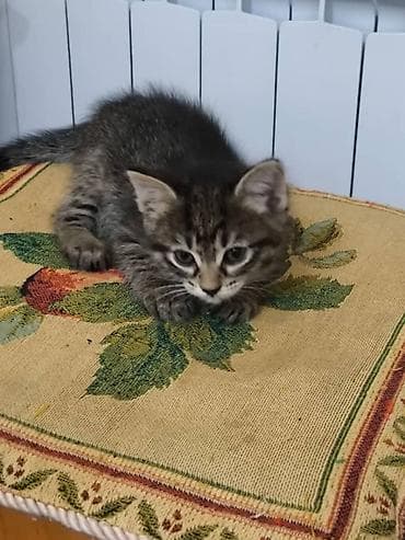 добрые руки: Кошка даром: Беспородная, 2 месяца, Девочка — 2