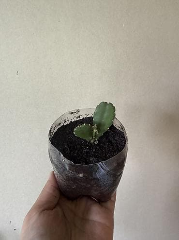 живой мох: Черенки детки по 100 сом — 2