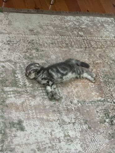 продаю шотландских котят: Скотиш Фолд (Шотландская вислоухая), 4 месяца, Мальчик, Серый — 3