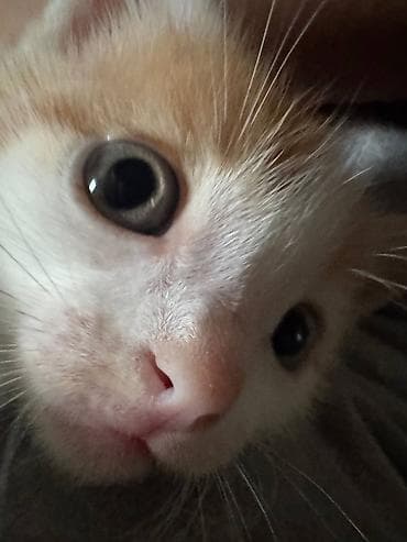 котята шатланские: Отдадим в добрые руки котенка (рыжий) - приручен к лодку. - игривый — 2