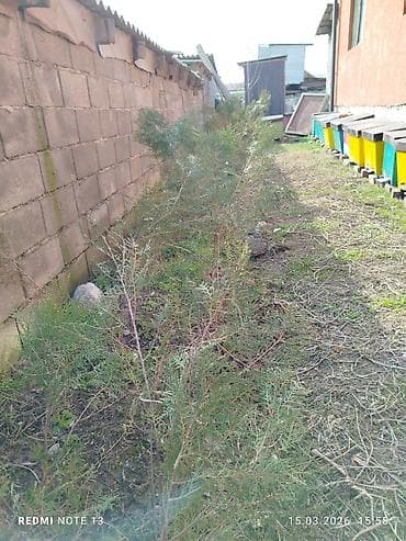 афган казан: Сразу жерден казып берем чоң кичине аркандай . баалары 350 сомдон — 4