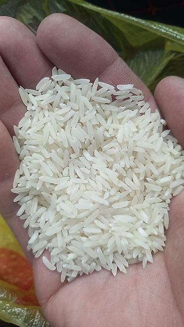 Комнатные растения: ТАШКЕНТСКИЙ ЛАЗЕР!!! ПРЯМАЯ ДОСТАВКА!!! — 2