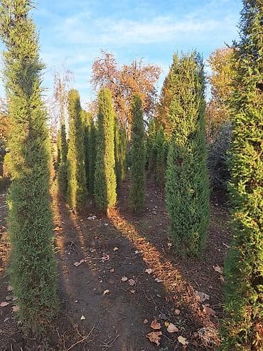 пилорама сокулук: Продаю хвойные у нас питомник. Мы находимся в сокулуке ⁰ — 2
