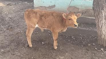 кара балта уй: Продаю | Музоо, торпок | На откорм | Привязанные — 6