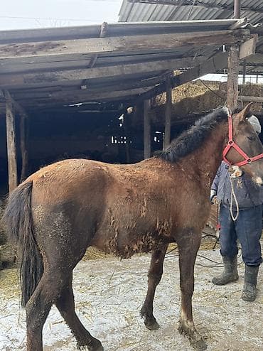 лошадь пони: Продаю | Жеребенок | Для разведения | Племенные — 3