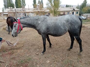 необычные животные: Продаю | Конь (самец) — 4