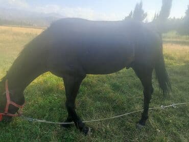 скот продаю: Продаю | Конь (самец) — 2