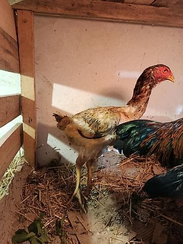 орпингтон купить: Продаю | Куры | Бойцовая | Для разведения — 3