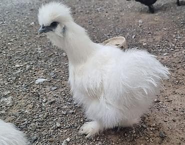 Продаю | Куры, Петух at lalafo.kg Продаю | Куры, Петух