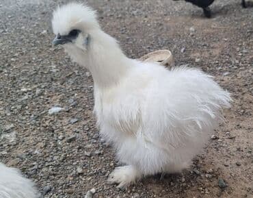 купить карликовых курей: Продаю | Петух, Куры — 1