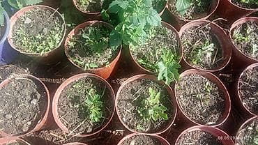 семена перес: Саженцы инжира (Ficus carica) - Вид: листопадный плодовый — 10