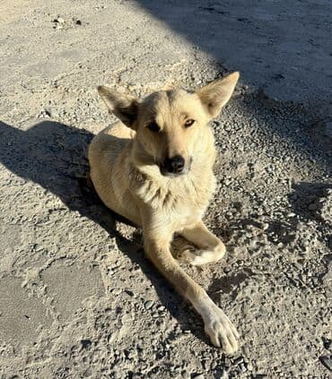 ящик для овощи: Дворняжка, 2 года, Самка, С прививкой — 1