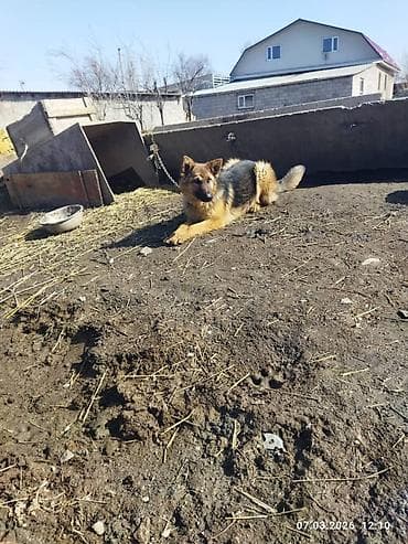 собака охотничий: Немецкая овчарка, 9 месяцев, Самка, С прививкой — 3