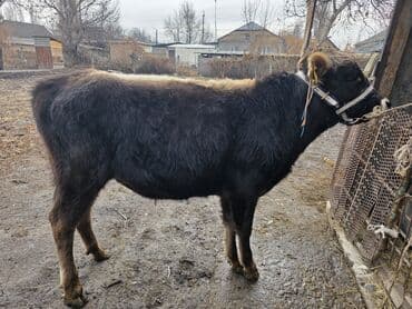 купить медогонку: Продаю | Музоо, торпок | На откорм | Привязанные — 10