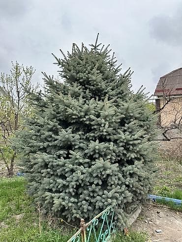 Ель колючая (голубая ель, Picea pungens ‘Glauca’) для озеленения