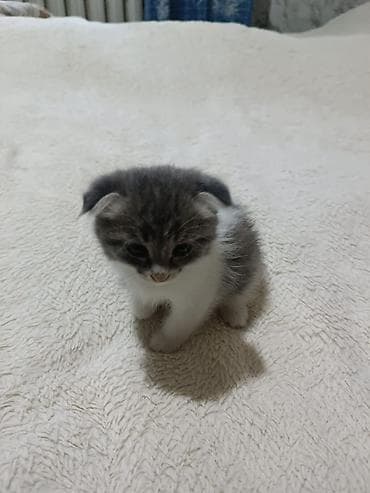 акти: Шотландские вислоухие котята (Scottish Fold) - Возраст: малышня — 3