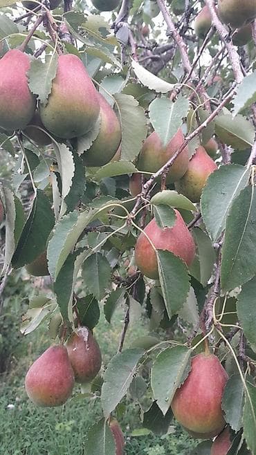 бочка баня цена: 🍐 ПРОДАЁТСЯ ГРУША СОРТА «ТАЛГАРКА» — 5 ГЕКТАРОВ! 🍐 Свежая — 2