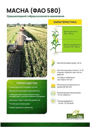 мака кукуруза: В наличии семена силосной кукурузы MACHA (ФАО 580) от турецкой — 4
