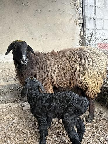 Продаю | Овца (самка), Ягненок | Для разведения | Матка