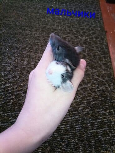 фландр кролик купить: Предлагаются к продаже маленькие крысята, разных окрасов, включая — 5