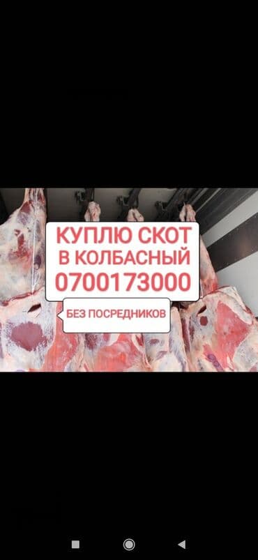 продам бу оборудование для птицефабрики: Куплю | Коровы, быки, Лошади, кони, Другие с/х животные | Круглосуточно, Любое состояние, Забитый — 1