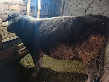 карова симентал: Продаю | Бык (самец) | Швицкая | Для разведения | Племенные — 2