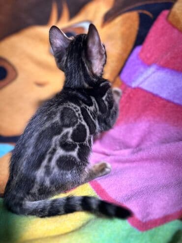 сколько стоит котенок британской золотой шиншиллы: Бенгальская, 3 месяца, Девочка, Шоколадный, С документами, Приучена к лотку, Проглистована — 6