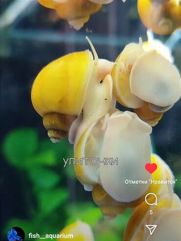 Улитки аквариумные ампулярии. Кроме них также есть мериза, спикси