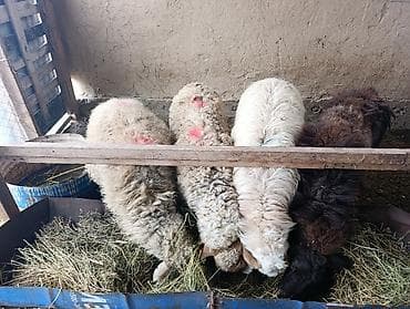 Грызуны: Продаю | Овца (самка) | Для разведения — 4