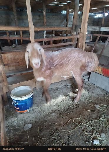 Лошади, кони: Продаю | Овца (самка) | Для разведения | Ярка — 2