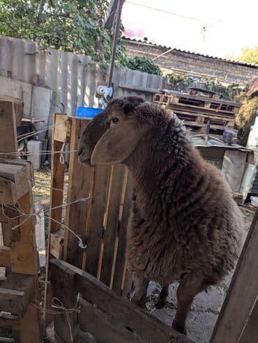 куда отдать собаку бишкек: Продаю | Овца (самка) | Арашан | Для разведения | Племенные — 6