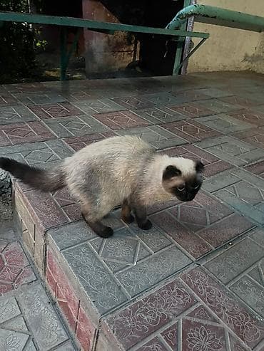котенок рэгдолл купить: Кошка даром: Скотиш Фолд (Шотландская вислоухая), Мальчик — 4